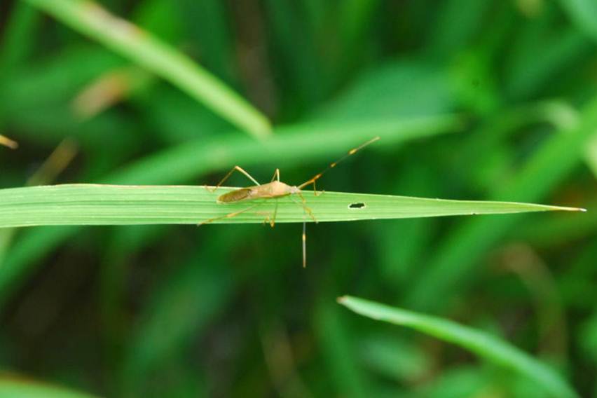 Cara Membuat Pestisida Nabati Ramah Lingkungan yang Hemat Biaya