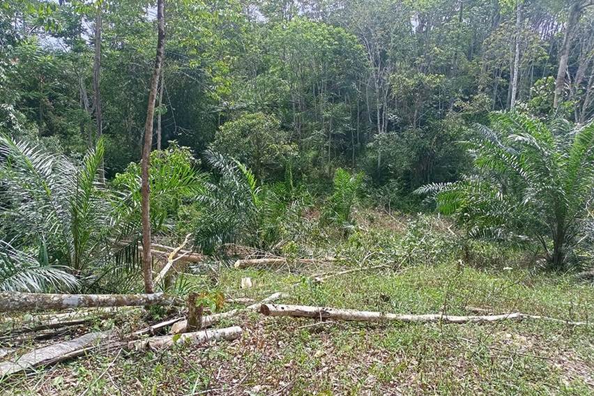 Masa Depan Karet di Jambi Terancam