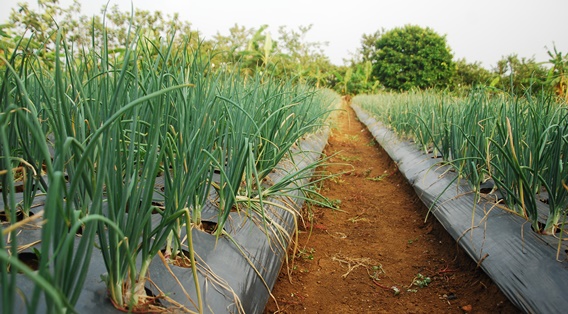 — Petani bawang merah di Kabupaten Brebes, Jawa Tengah, Mudatsir, membudidayakan bawang merah menggunakan mulsa di lahan seluas 1—2 hektare (ha).
