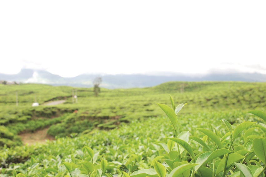 Menurut Asosiasi Artisan Teh Indonesia teh artisan terbuat dari daun teh (Camellia sinensis) berkualitas tinggi dan alami. Teh artisan memiliki campuran tisane (herbal dan rempah) dan jumlah teh lebih dari 50% dari bahan campuran lainnya.