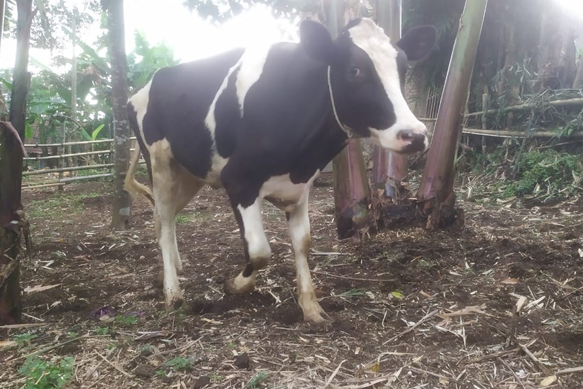 Penggunaan antibiotik untuk sapi perah organik masih dilematis. Antibiotik membuat susu (Bos Taurus) itu susah terolah menjadi keju.