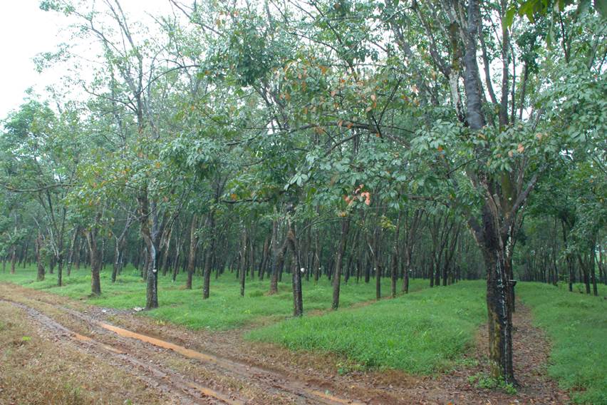 Selamatkan Karet di Provinsi Jambi