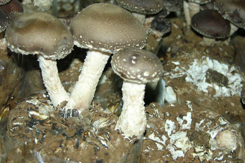 Tiga Pedoman Memilih Serbuk Gergaji sebagai Media Jamur Shiitake