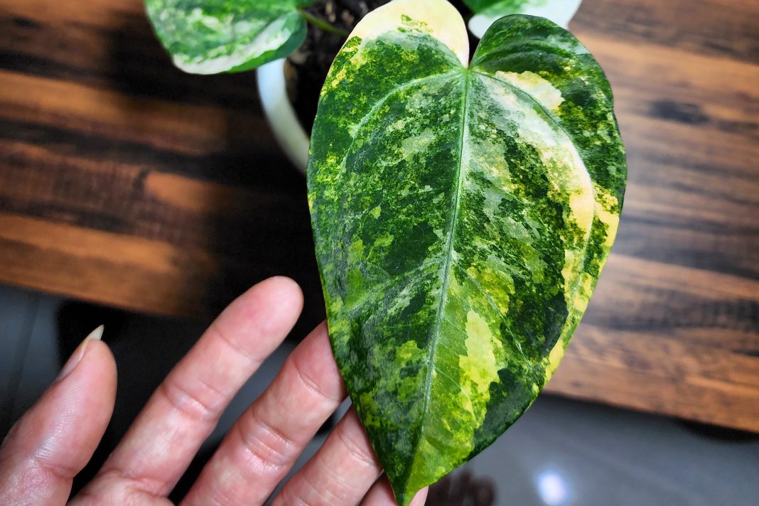 Pehobi sekaligus pemulia tanaman di Salatiga, Provinsi Jawa Tengah, menyilangkan menyilangkan kuping gajah golden sunrise (induk betina) dengan kuping gajah papillilaminum darkest panama (induk jantan). Eddy belum memberi nama pada kuping gajah baru itu. Ia menyilangkan kedua induk pada 2022.