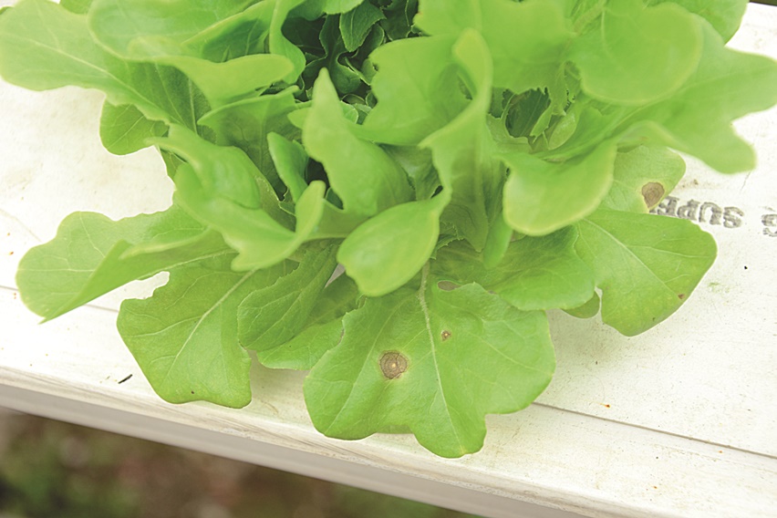 Konsumen sayur hidroponik menginginkan kualitas premium sayur bersih, tanpa cacat, dan tidak rusak. Namun, saat musim hujan pehidroponik tanpa atap, was-was kualitas itu tidak terpenuhi. Salah satunya akibat serangan cendawan.