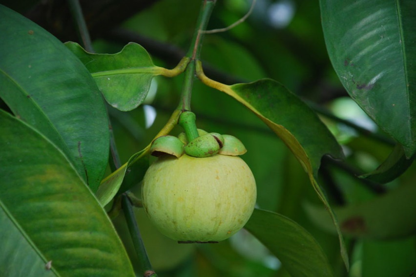 Manggis (Garcinia mangostana) mulai dibudidayakan. Lazimnya berumur 8—15 tahun, tapi yang di atas 15 tahun belum produksi juga ada. Bandingkan dengan bibit sambungan yang berproduksi pada umur 4—5 tahun