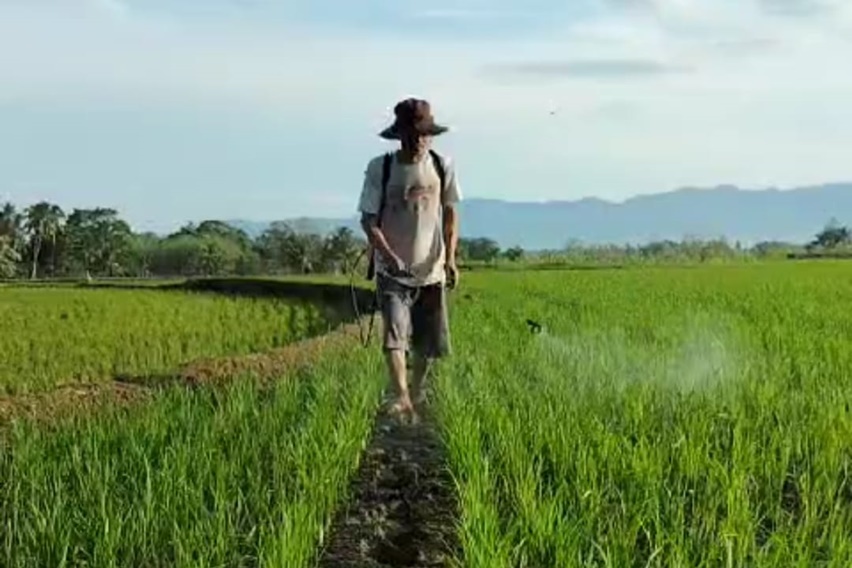 Pertumbuhan padi di demplot Pupuk Organik Cair (POC) hasil kerjasama PT Trubus Swadaya dengan PT Mandraguna Pusaka Indonesia di Desa Ponre-ponre, Kecamatan Libureng, Kabupaten Bone, Provinsi Sulawesi Selatan, menunjukkan perkembangan yang baik.
