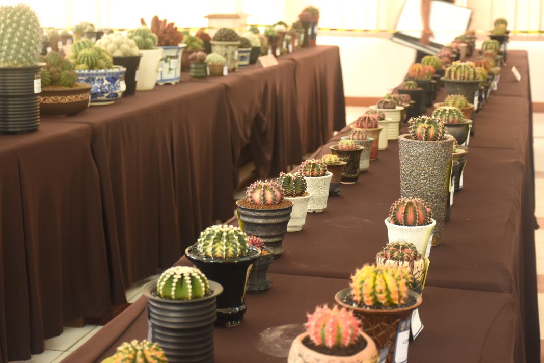 Komunitas Cactus, Succulent, and Sansevieria Lembang menyelenggarakan lomba bagi para pencinta tanaman kaktus dan sukulen. Panitia mempertandingkan 4 kelas yakni kaktus dan sukulen, kaudeks dan pachycaul, sansevieria, dan mini garden.