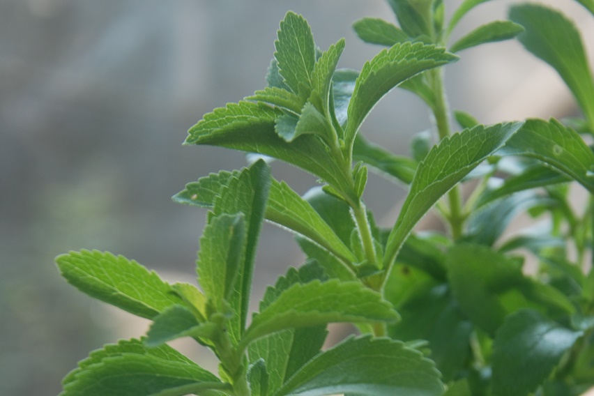 Stevia sohor sebagai pemanis alami. Namun bagi sel kanker, ia bersifat “pahit”. Artinya stevia berpotensi sebagai antikanker. Riset Mohammed Sikander dan rekan dari The University of Texas Rio Grande Valley, Amerika Serikat membuktikannya.