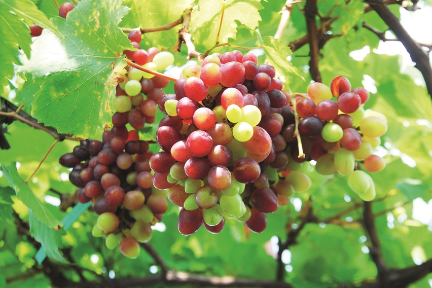 Menurut Ketua Umum Asosiasi Penggiat Anggur Indonesia, Tosan Aji, membuahkan anggur di Indonesia dominan karena perlakuan antara lain kombinasi pemupukan, stres air, dan pemangkasan. Iklim tropis di tanah air memiliki keunggulan panen sepanjang tahun.