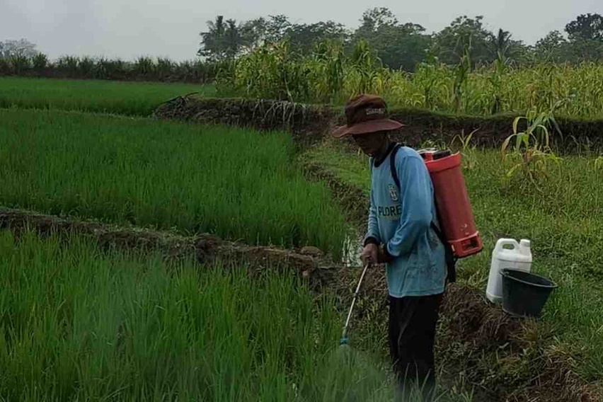 Pakai POC Trubus, Petani di Bone Optimis Target Panen Padi 10 Ton Per Hektare Bisa Tercapai