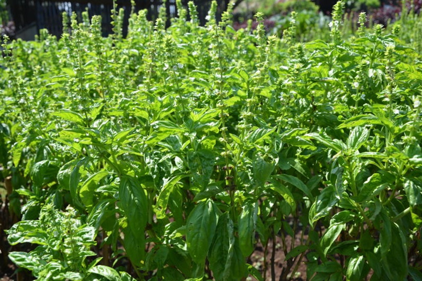 Resep alami pestisida nabati banyak dimanfaatkan para pelaku pertanian organik. Jenis tanaman yang yang digunakan umumnya terdapat di sekitar mereka. Sehingga sewaktu-waktu memerlukan, mereka hanya tinggal memetik. Bahkan tak jarang pelaku pertanian organik juga menanamnya. Berikut beberapa resep alami untuk mengganyang serangan hama.