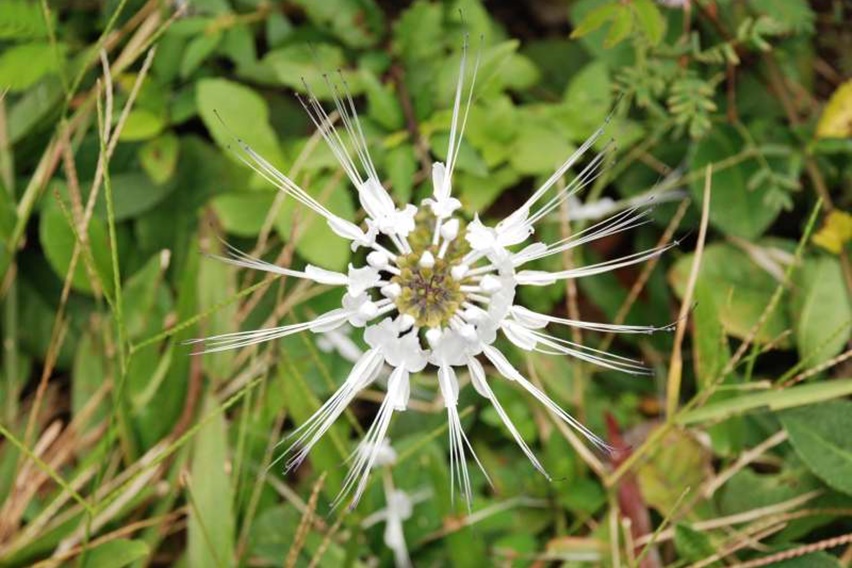 Anda sering merasa lapar dan haus meski sudah cukup makan dan minum, disertai buang air kecil? Hati-hati, gejala kencing manis. Gejala lebih lanjut, luka-luka tidak kunjung sembuh; bobot badan turun, penglihatan buram; badan terasa gatal-gatal dan linu; disertai ujung jari kesemutan.