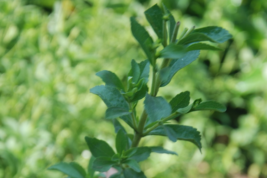 Harga jual stevia kering di tingkat pekebun mencapai Rp60.000—Rp70.000 per kg. Syaratnya daun stevia kering itu mesti berkualitas.