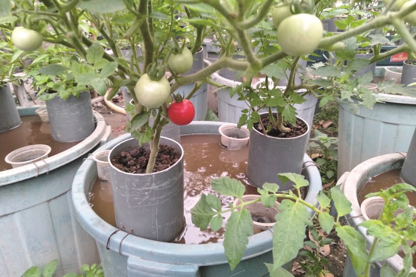 Halaman sempit, tetapi ingin memanen ikan dan sayuran sekaligus? Teknologi budidaya sayuran dan ikan di satu wadah, budikdamber dapat menjadi solusi.