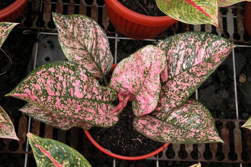 Trik Jitu Tanaman Aglaonema Tampil Prima