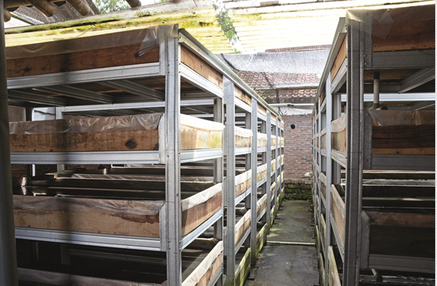 budidaya cacing sutra