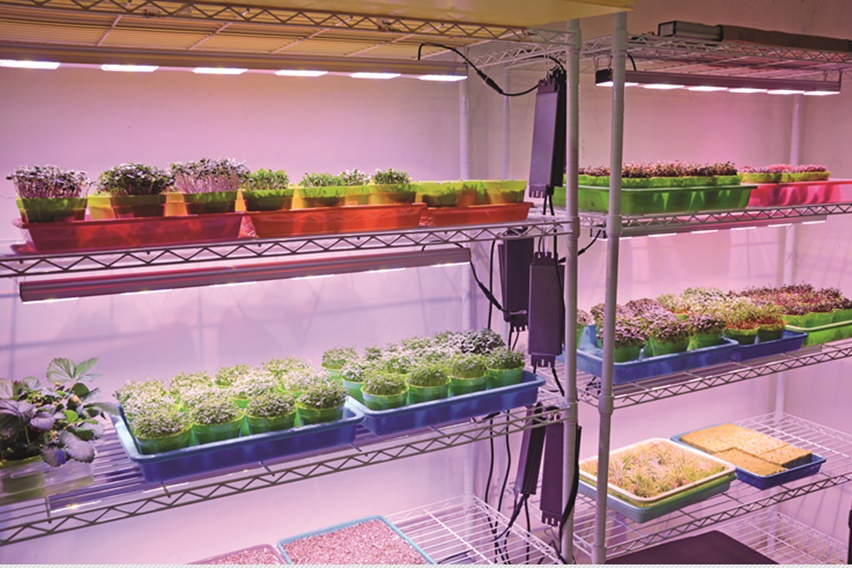 budidaya microgreens