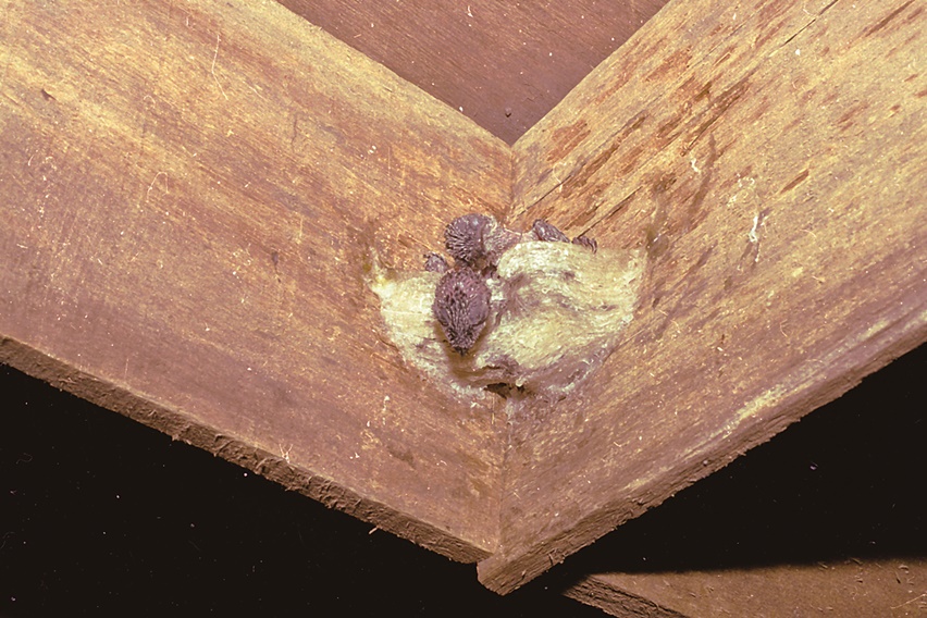 Agar Bentuk Sarang Walet Optimal