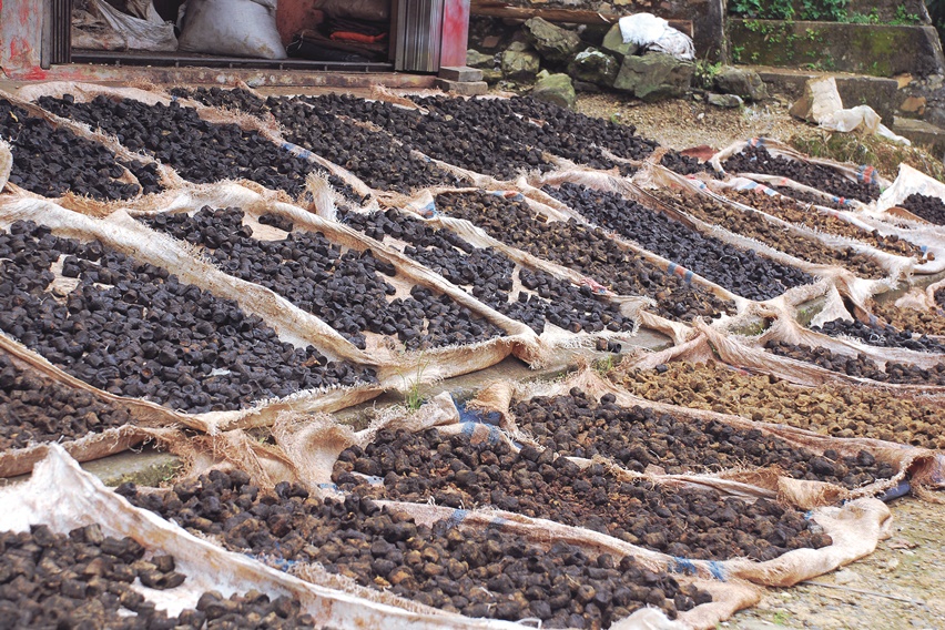 Mesin Penjepit Hidrolik Tingkat Produksi Getah Gambir Hingga 30%