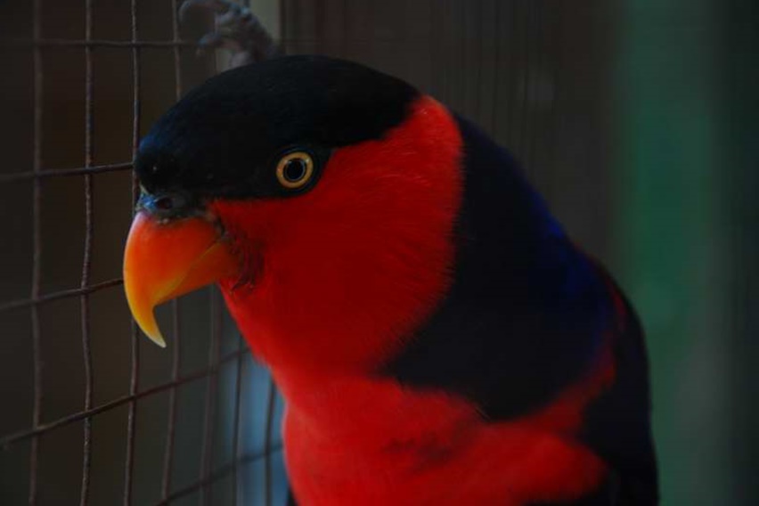 rawat Burung Paruh Bengkok