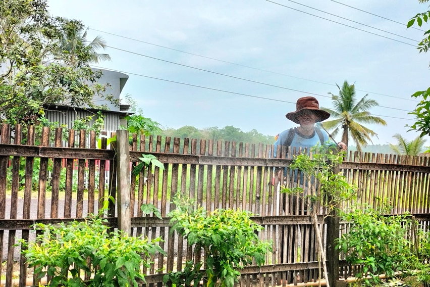 Usai Semprot POC Trubus, Cabai Tua Milik Petani di Bone Berbuah Kembali