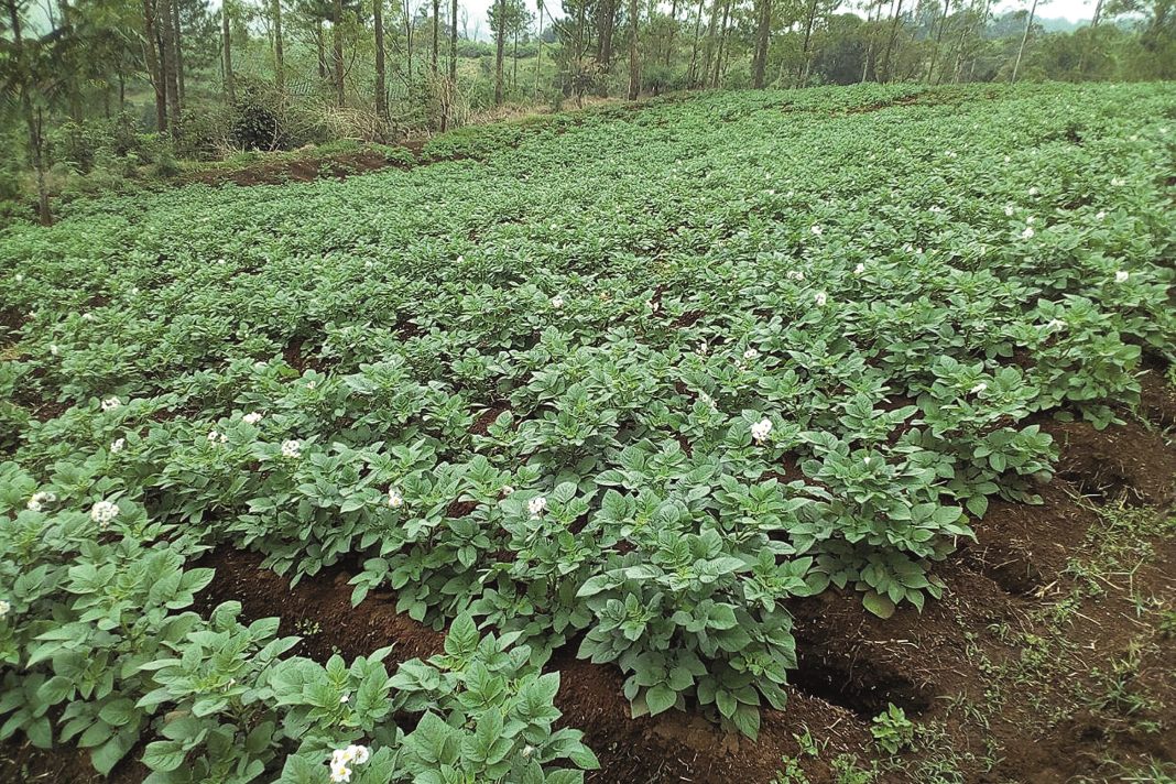kentang serbaguna