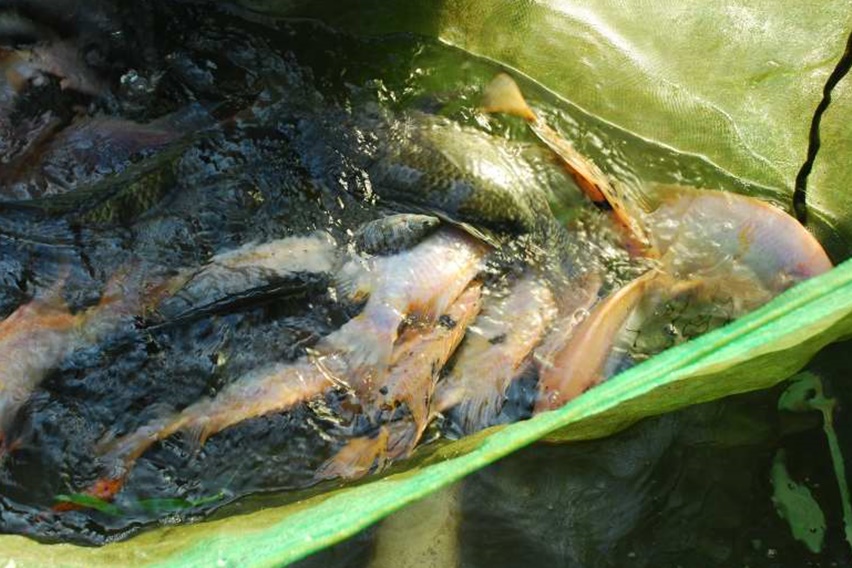 ikan tilasia