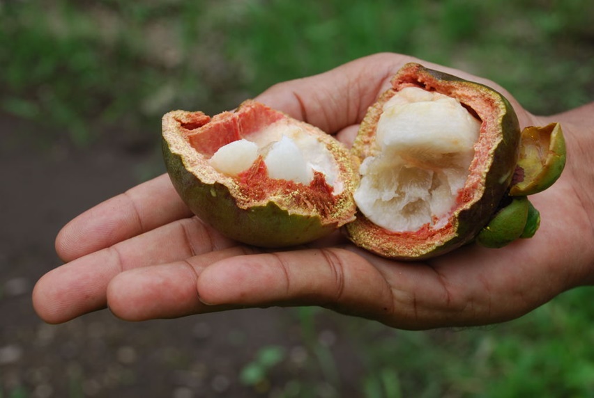 getah kuning manggis