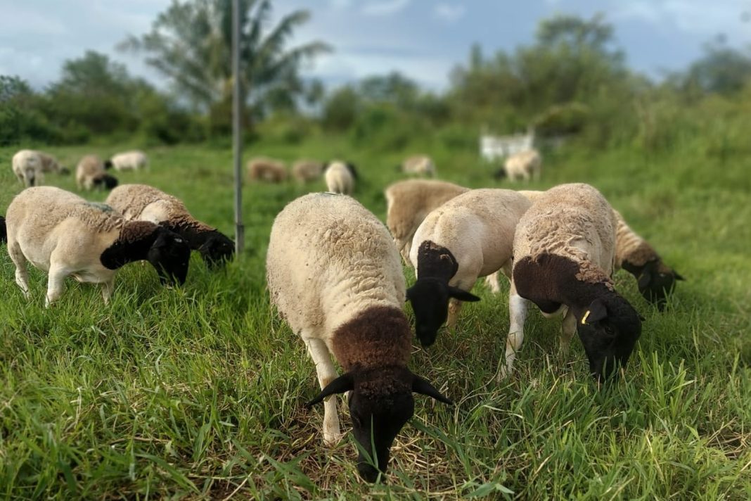 bisnis pembibitan domba