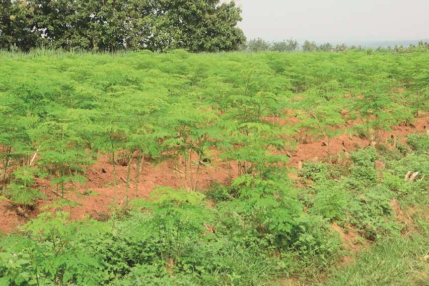 budidaya kelor organik