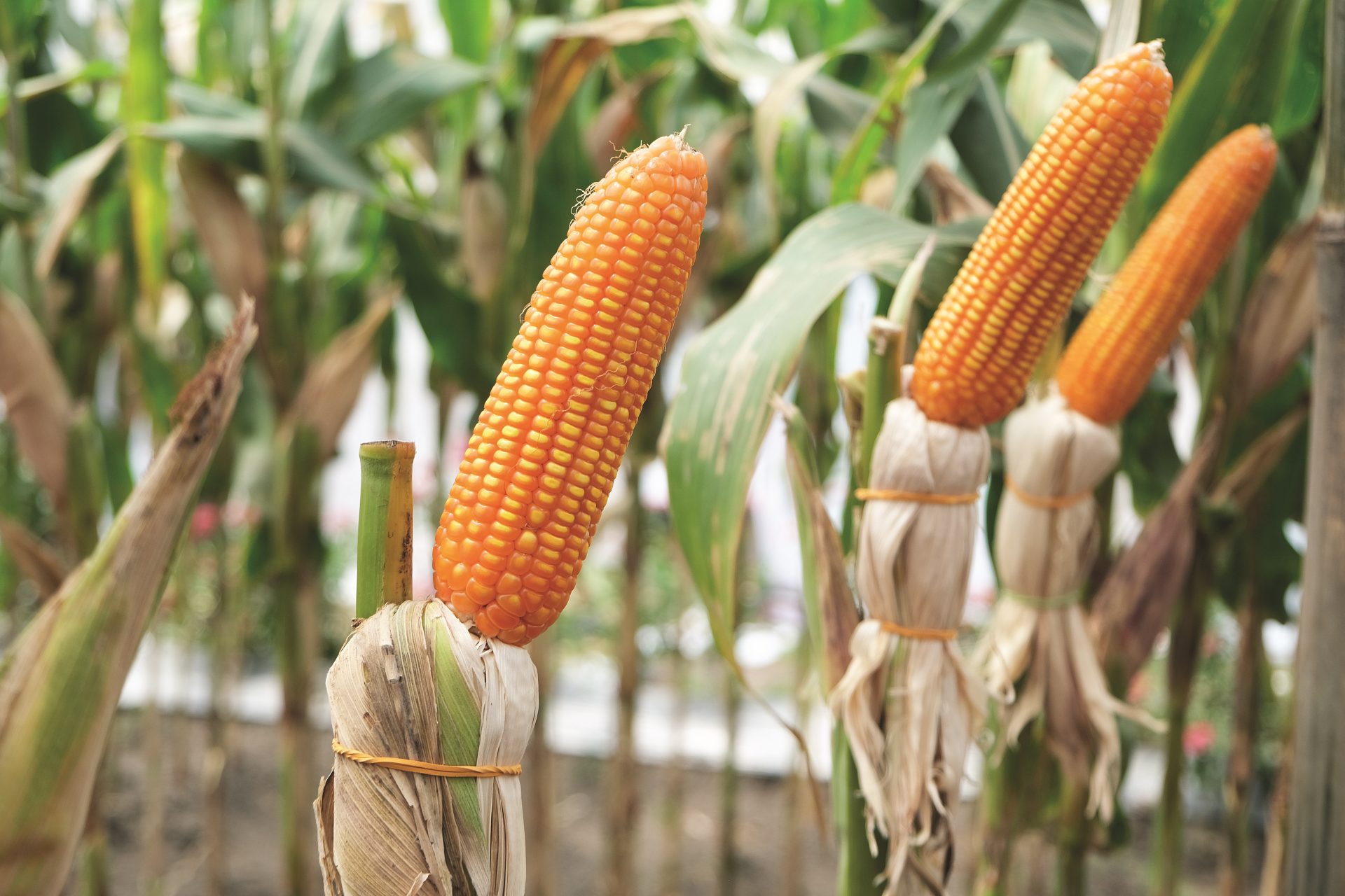 Pekebun di Klaten Tanam Jagung Tahan Bulai : Rahasianya Jenis Raja ...