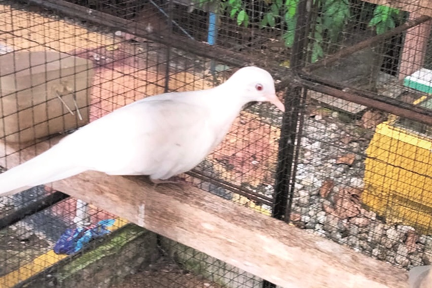 perkutut primadona