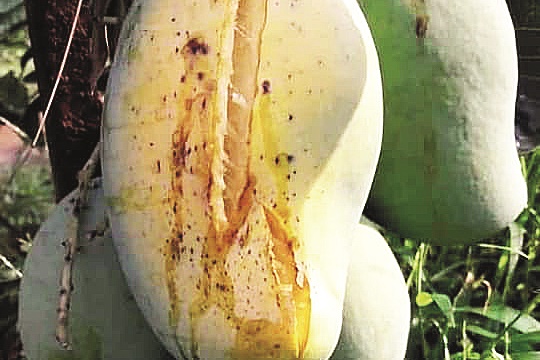 buah mangga pecah