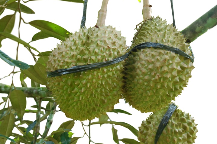 durian