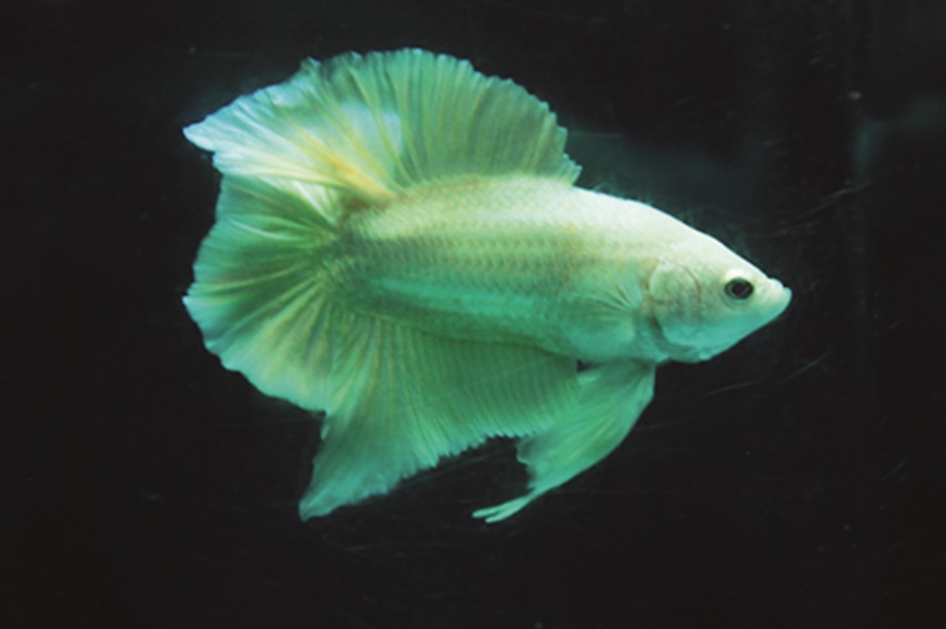 ikan cupang jantan