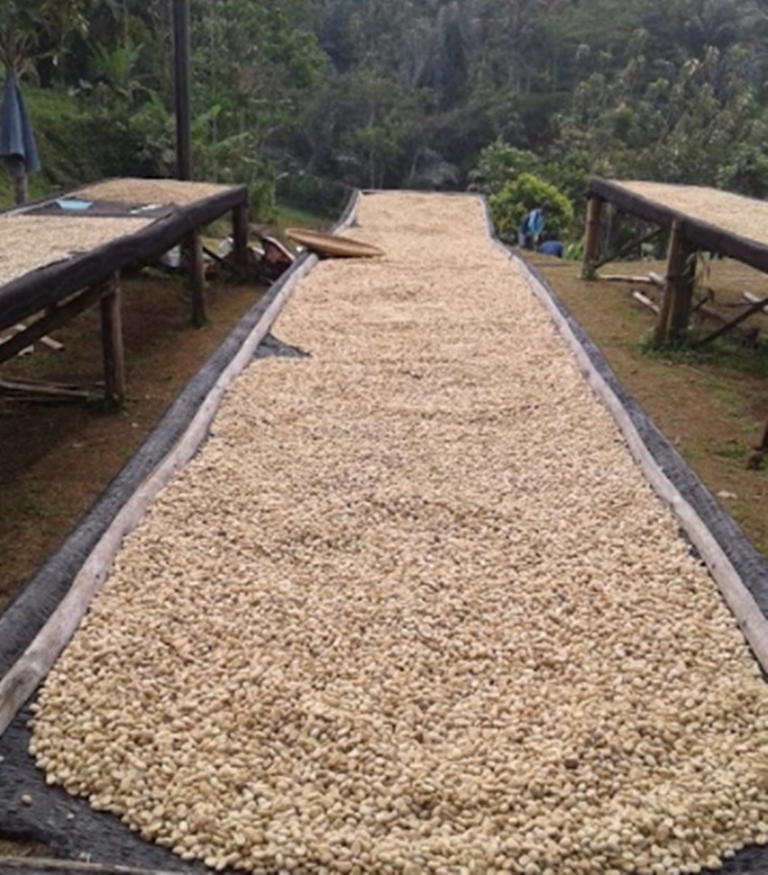 indikasi geografiis kopi