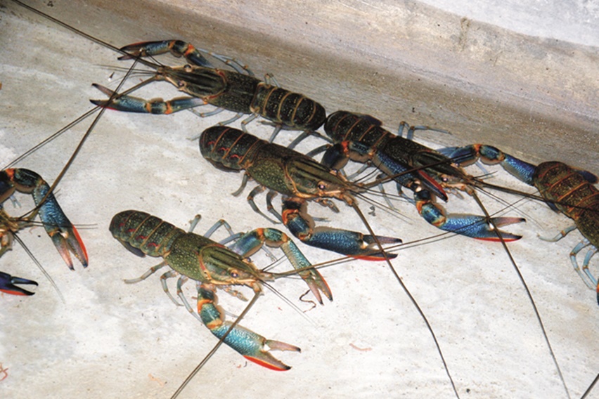 lobster air tawar