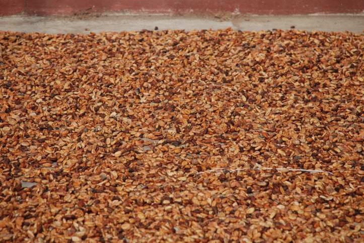 Ilustrasi kakao fermentasi. (Dok. Trubus)