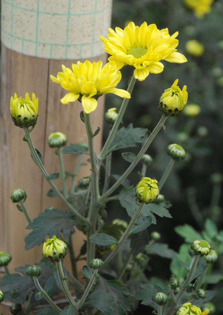 Swarna kencana merupakan krisan jenis spray, varietas dataran tinggi yang adaptif di dataran rendah. (Trubus/ Intan Dwi Novitasari)