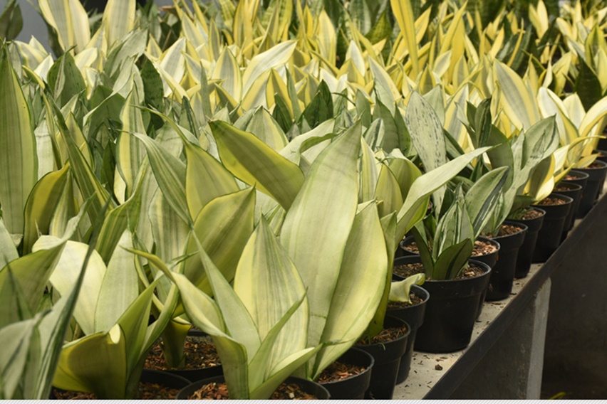 bisnis sansevieria
