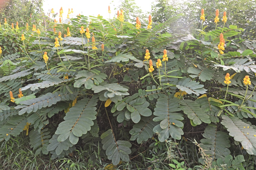 daun ketepeng kolesterol