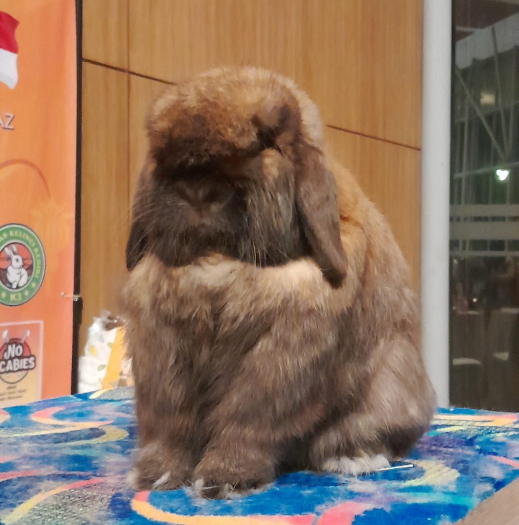 kelinci nusapet 2024