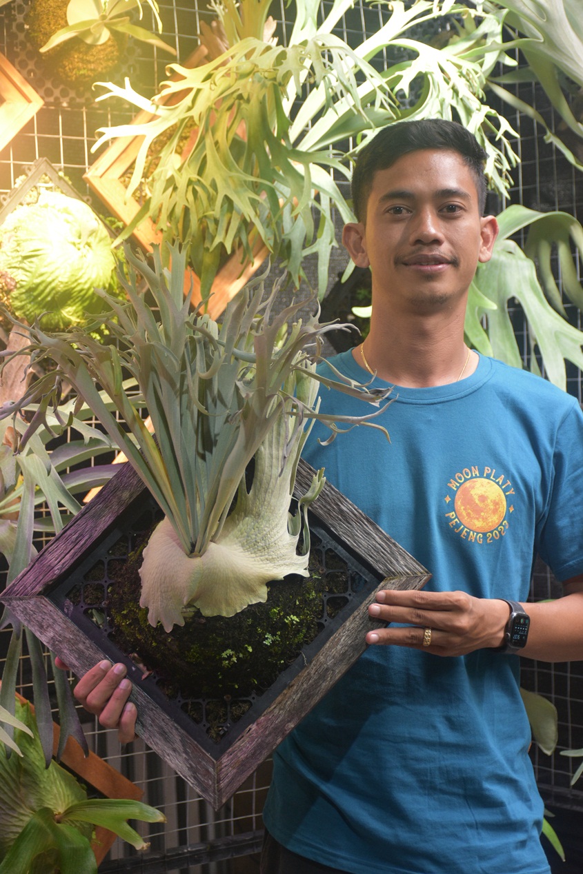 platycerium eksklusif