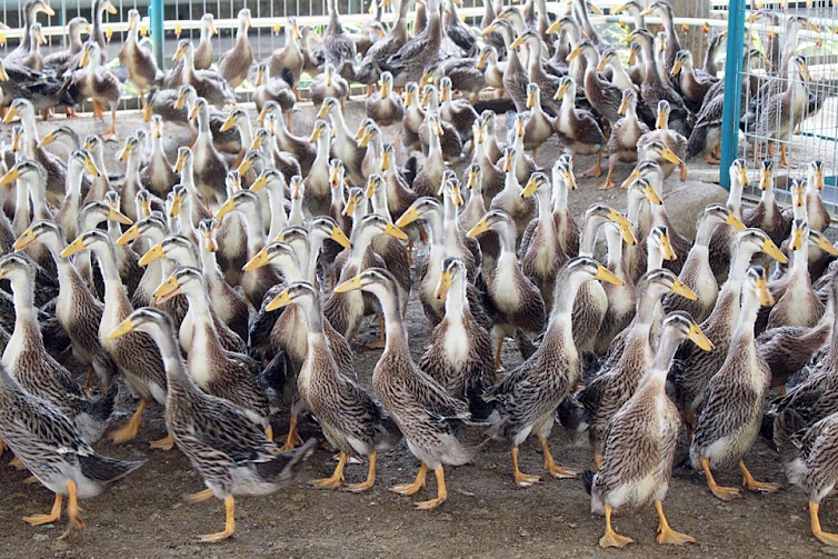 kolesterol bebek