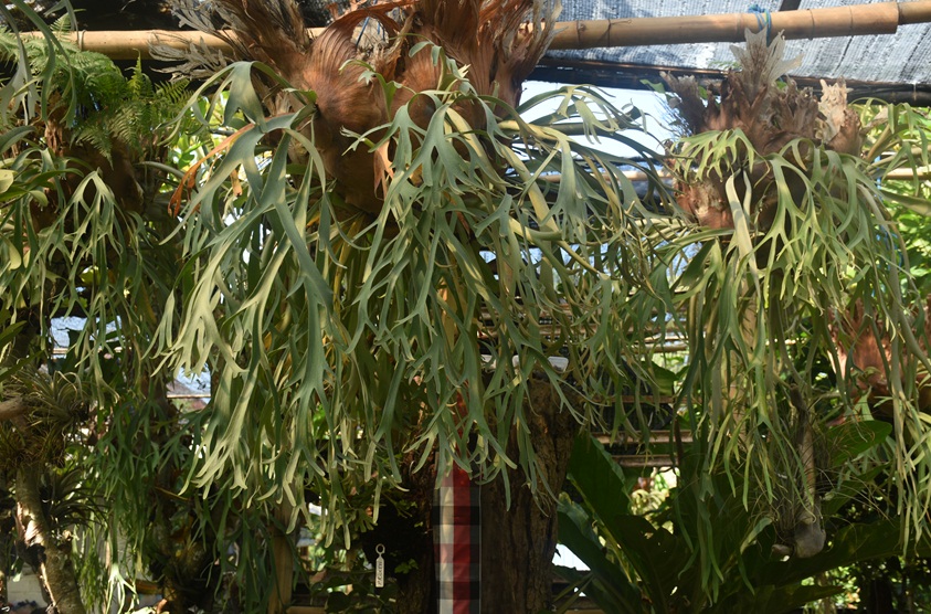 potensi besar pasar platycerium