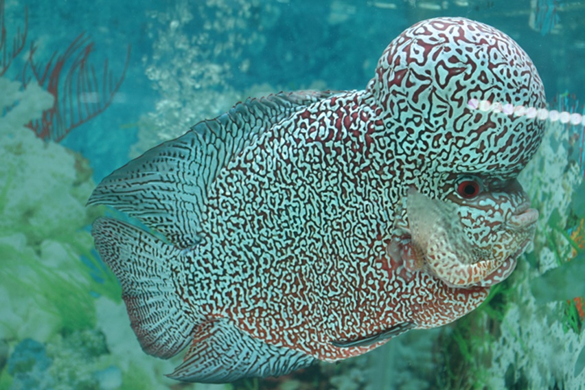 perawatan ikan louhan