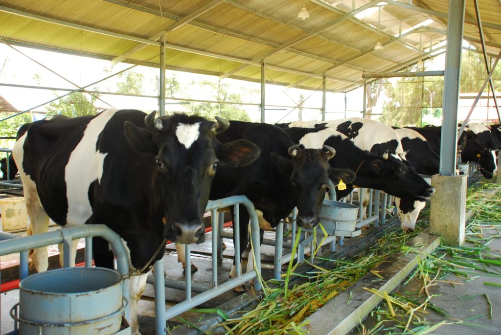 Sapi Ruminansia Inovasi Protected Fat untuk Ternak Ruminansia - Trubus
