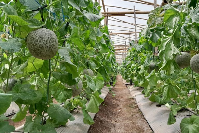 Replon Dashboard Teknologi Iot Untuk Tingkatkan Produktivitas Petani