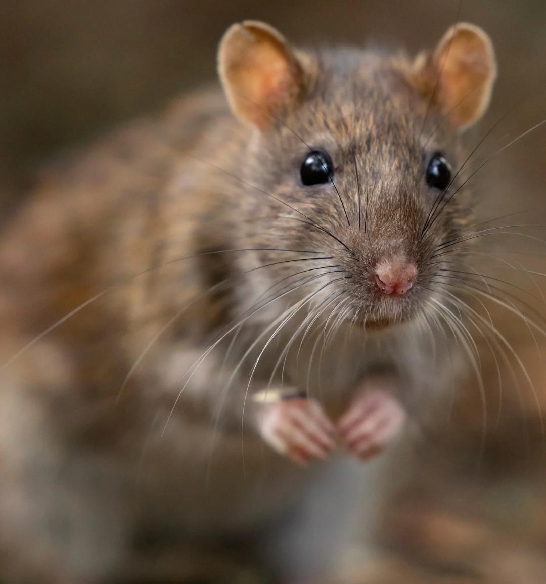 Hantavirus Alert: Transmission Risks and Prevention Strategies in Asia